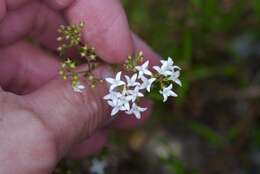 Image of diamondflowers