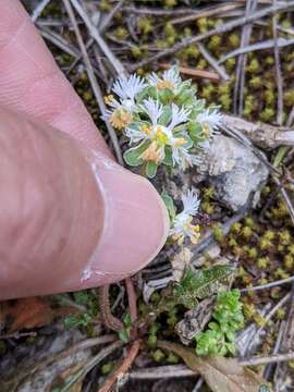 Image of rampion mignonette