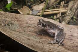 Image of Leptobrachella picta (Malkmus 1992)