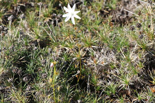 Image of Drosera heterophylla Lindl.