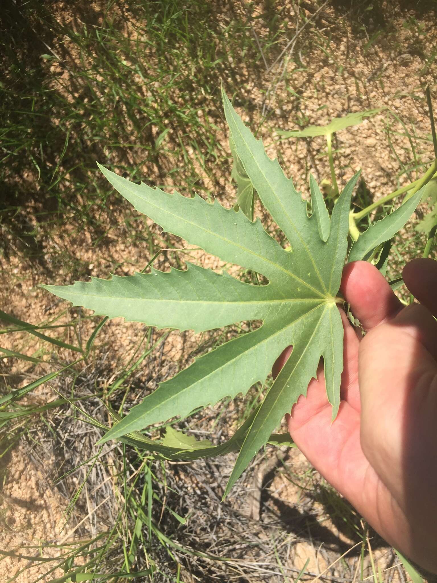 Слика од Jatropha macrorhiza Benth.