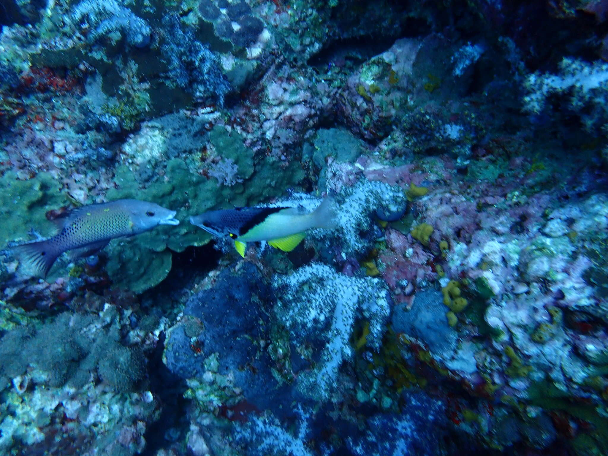 Image of Black-belt hogfish