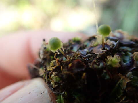 Image of Mannia gracilis (F. Weber) D. B. Schill & D. G. Long