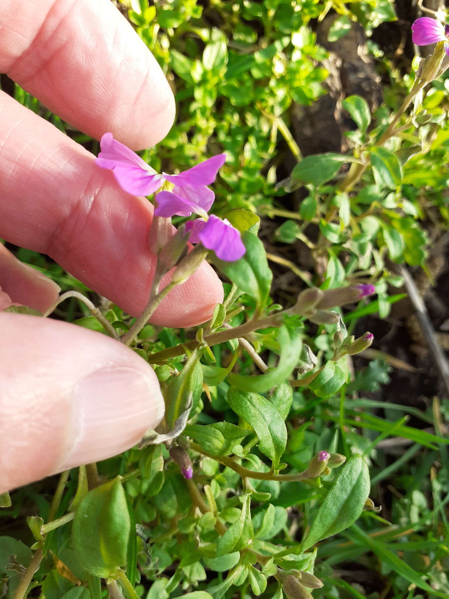 Imagem de Malcolmia maritima (L.) W. T. Aiton