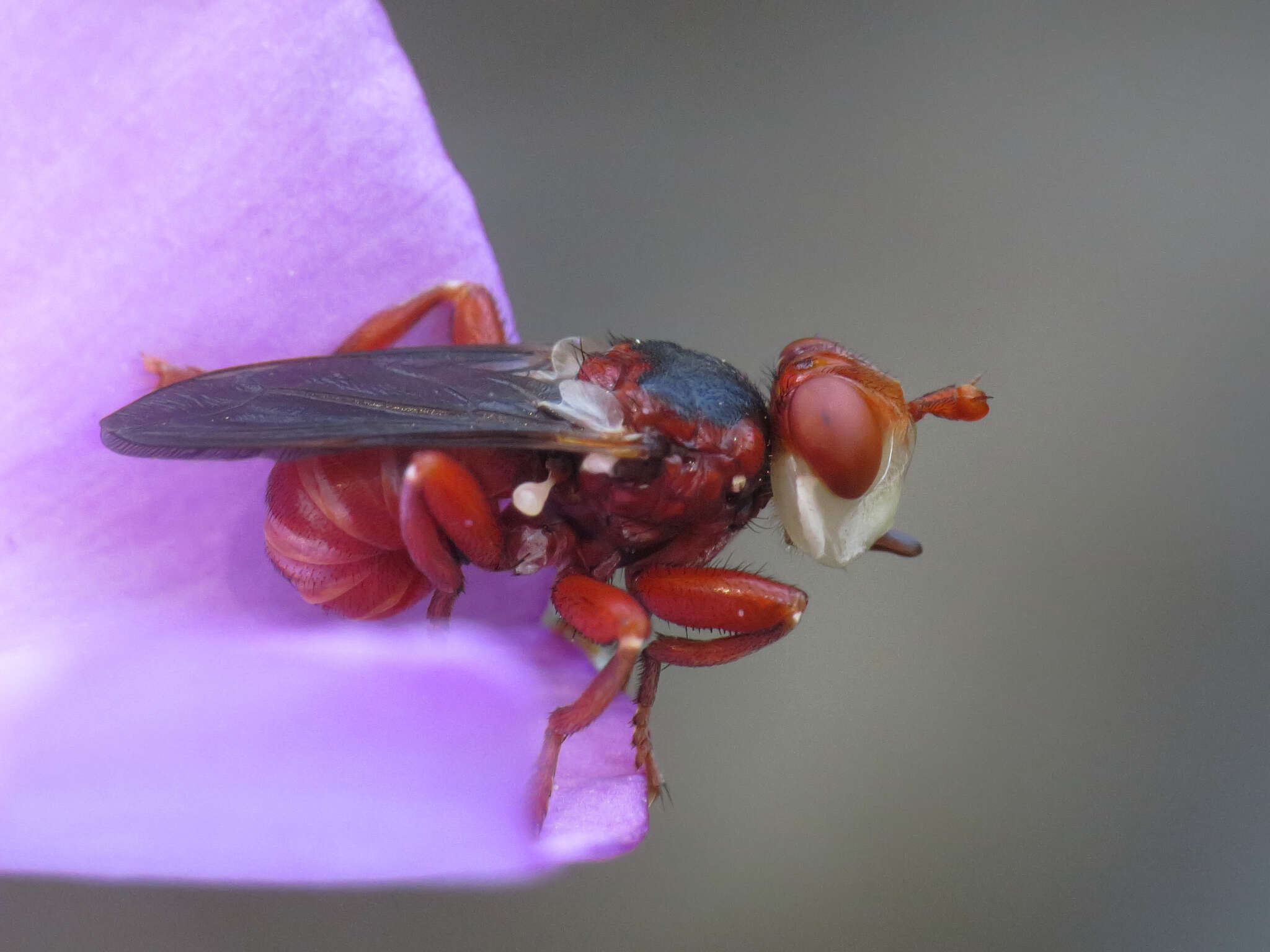 Image de Myopa dorsalis Fabricius 1794