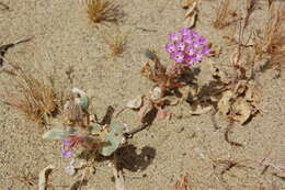 Image of Mojave sand verbena