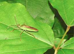 Plancia ëd Homoeocerus (Anacanthocoris) striicornis Scott 1874