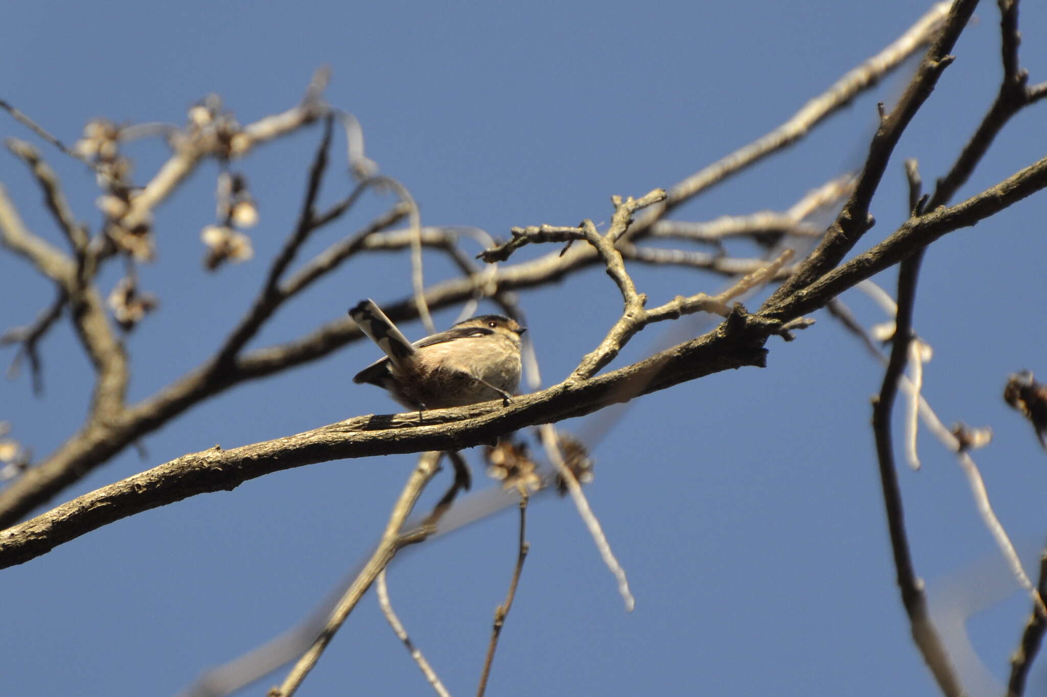 Image of Aegithalos caudatus alpinus (Hablizl 1783)