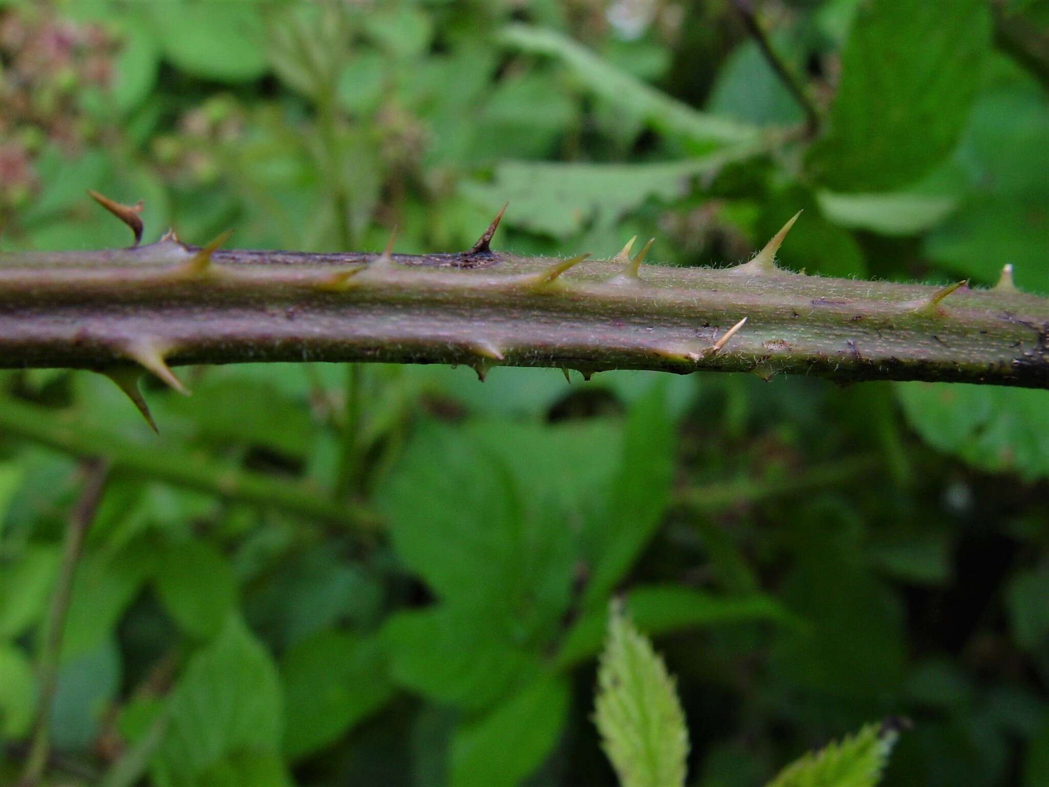 Image of Rubus sciocharis (Sudre) W. C. R. Watson