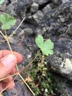 Image of Mogollon geranium