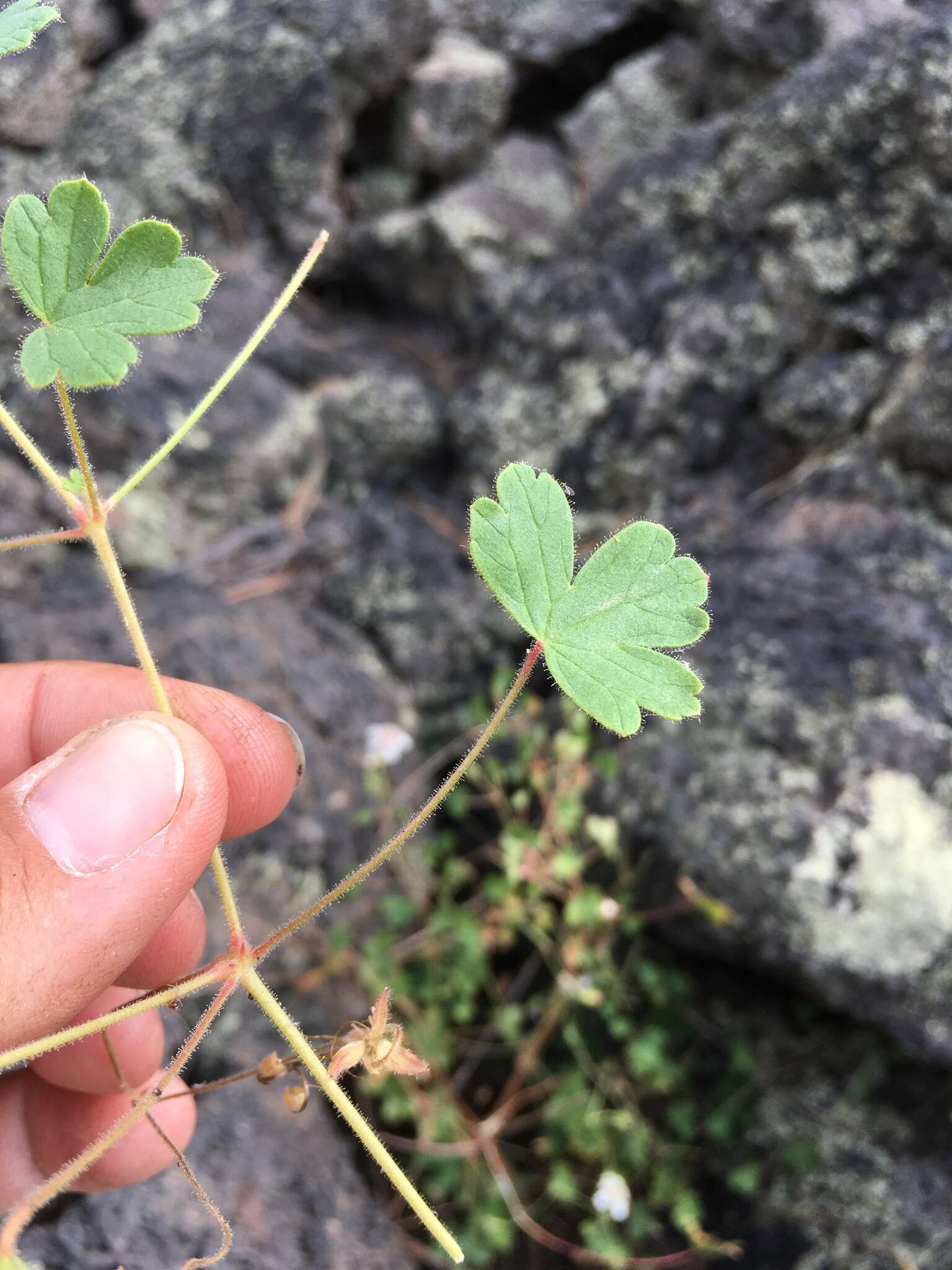 Sivun Geranium lentum Wooton & Standl. kuva