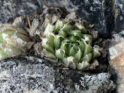 Image de Haworthia marumiana var. viridis M. B. Bayer