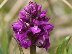 Image of Dactylorhiza cordigera (Fr.) Soó