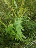 Image of Texan great ragweed