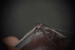 Image of disc-winged bats