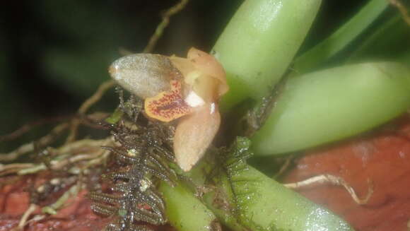 Image of rufous tiger orchid