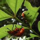 Imagem de <i>Podontia lutea</i>