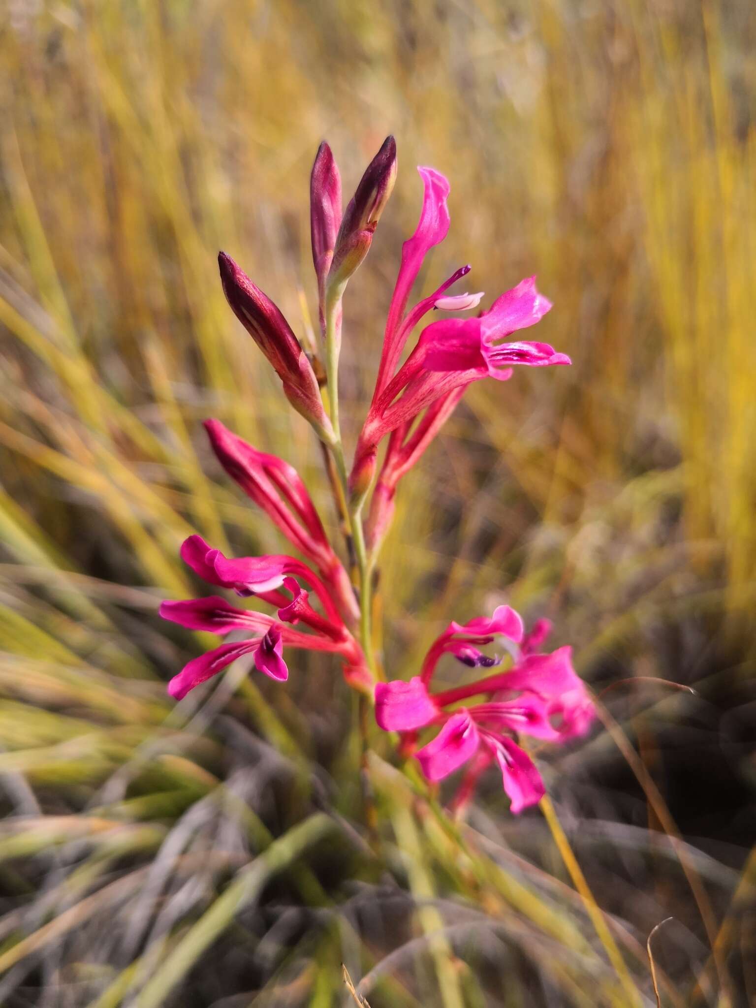 Image of Tritoniopsis ramosa (Klatt) G. J. Lewis