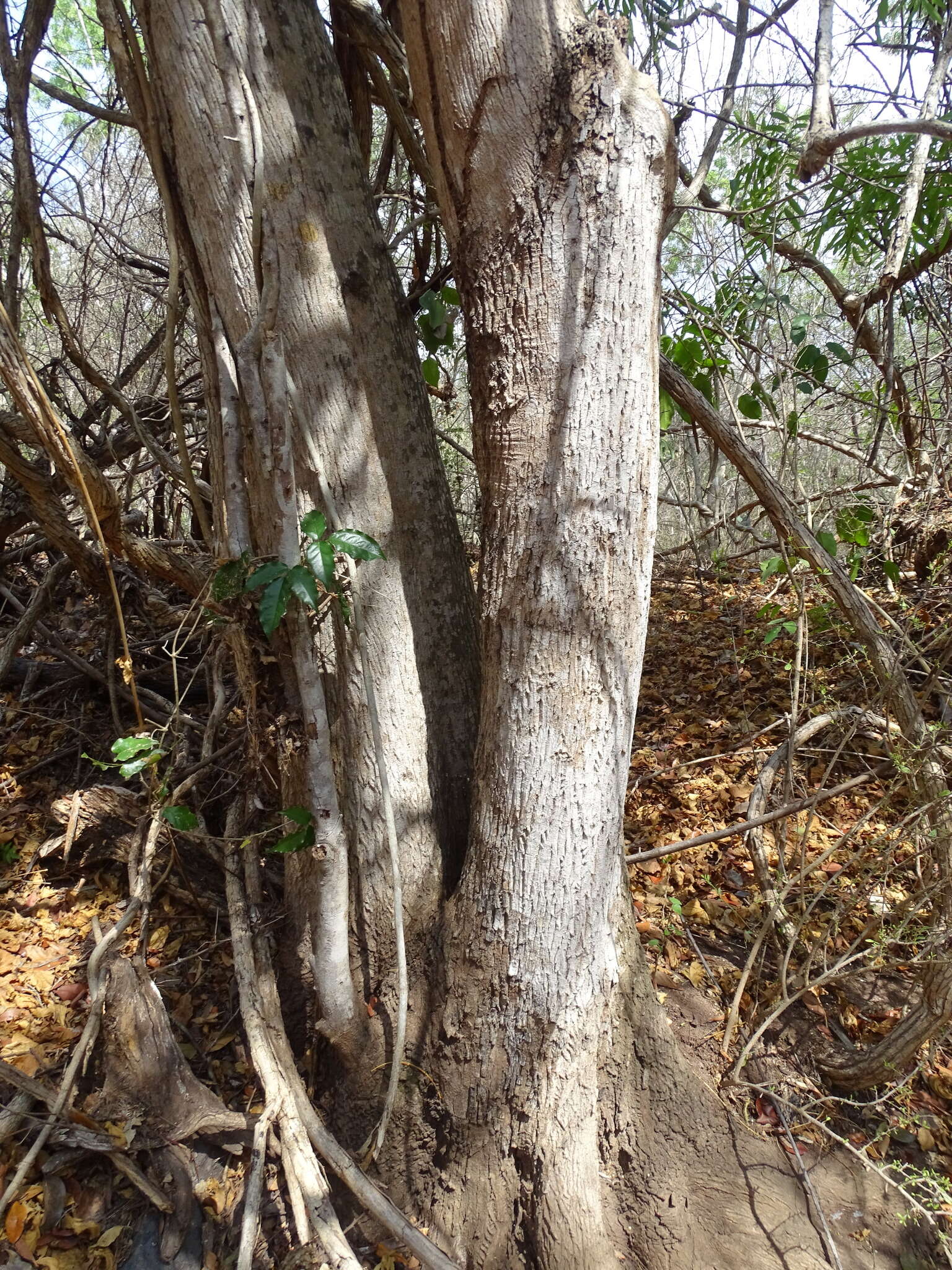 Sideroxylon persimile (Hemsl.) T. D. Penn.的圖片