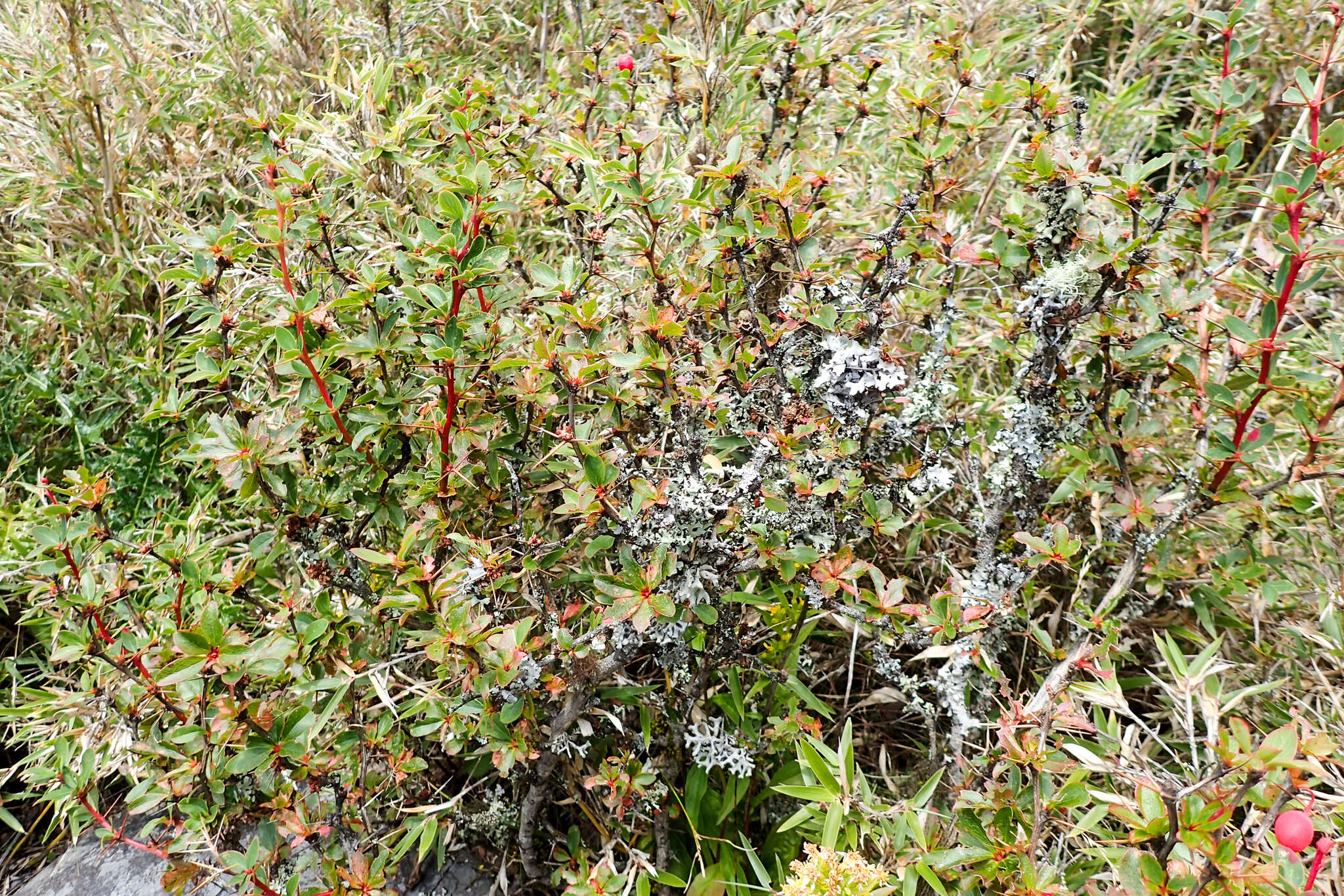 Image de Berberis morrisonensis Hayata