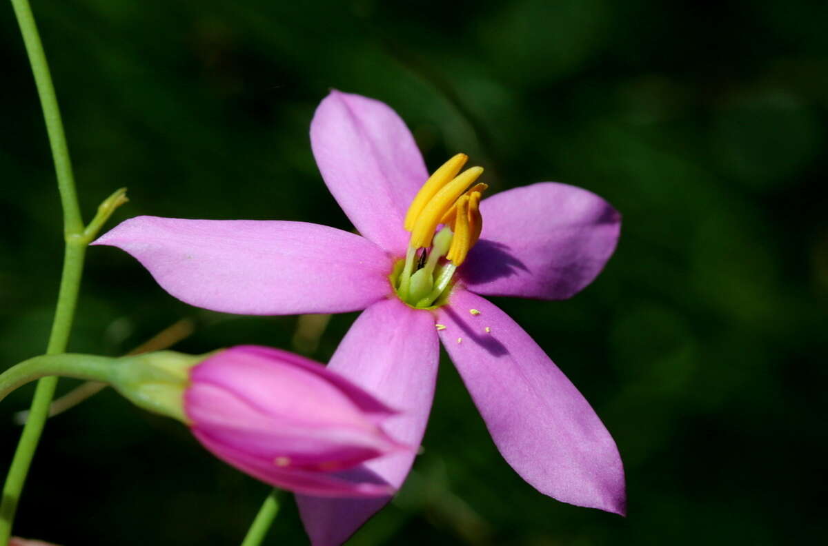 Image of Chironia palustris Burch.