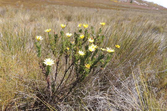 Imagem de Euryops pinnatipartitus (DC.) B. Nordenst.