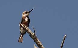 Image of Pale-headed Jacamar