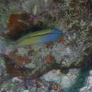 Image of Blackline Fangblenny