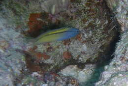 Image of Blackline Fangblenny