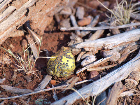 Image of Crucifix Frog