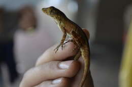 Image de Anolis naufragus (Campbell, Hillis & Lamar 1989)