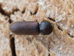 Image of Fan-bearing wood-borer