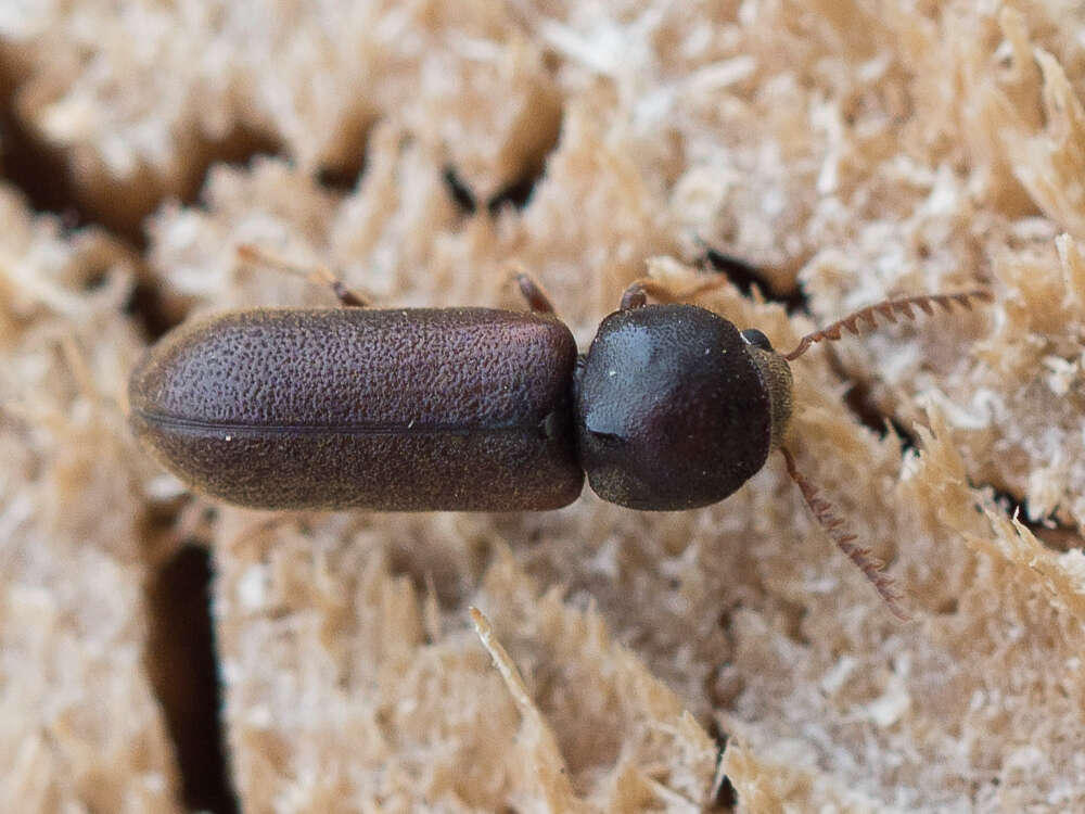 Image of Fan-bearing wood-borer