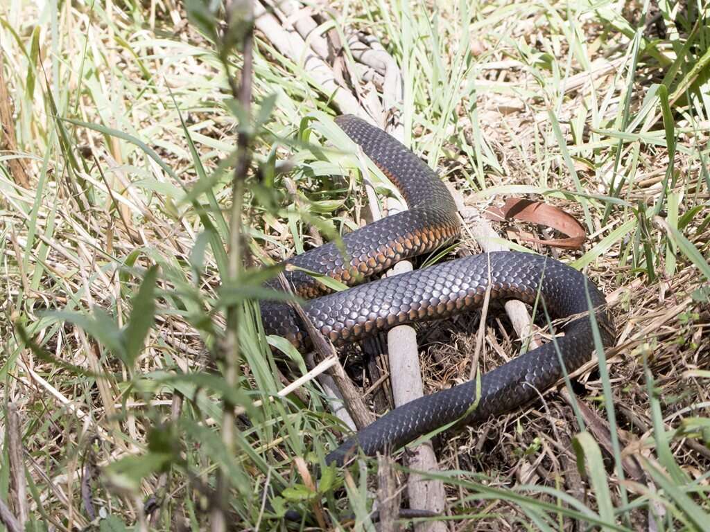 Image of Lowland copperhead