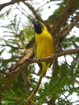 Image of Little Weaver