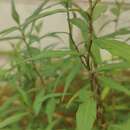 Sivun Persicaria odorata (Lour.) Sojak kuva
