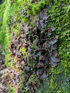 Image of felt lichen