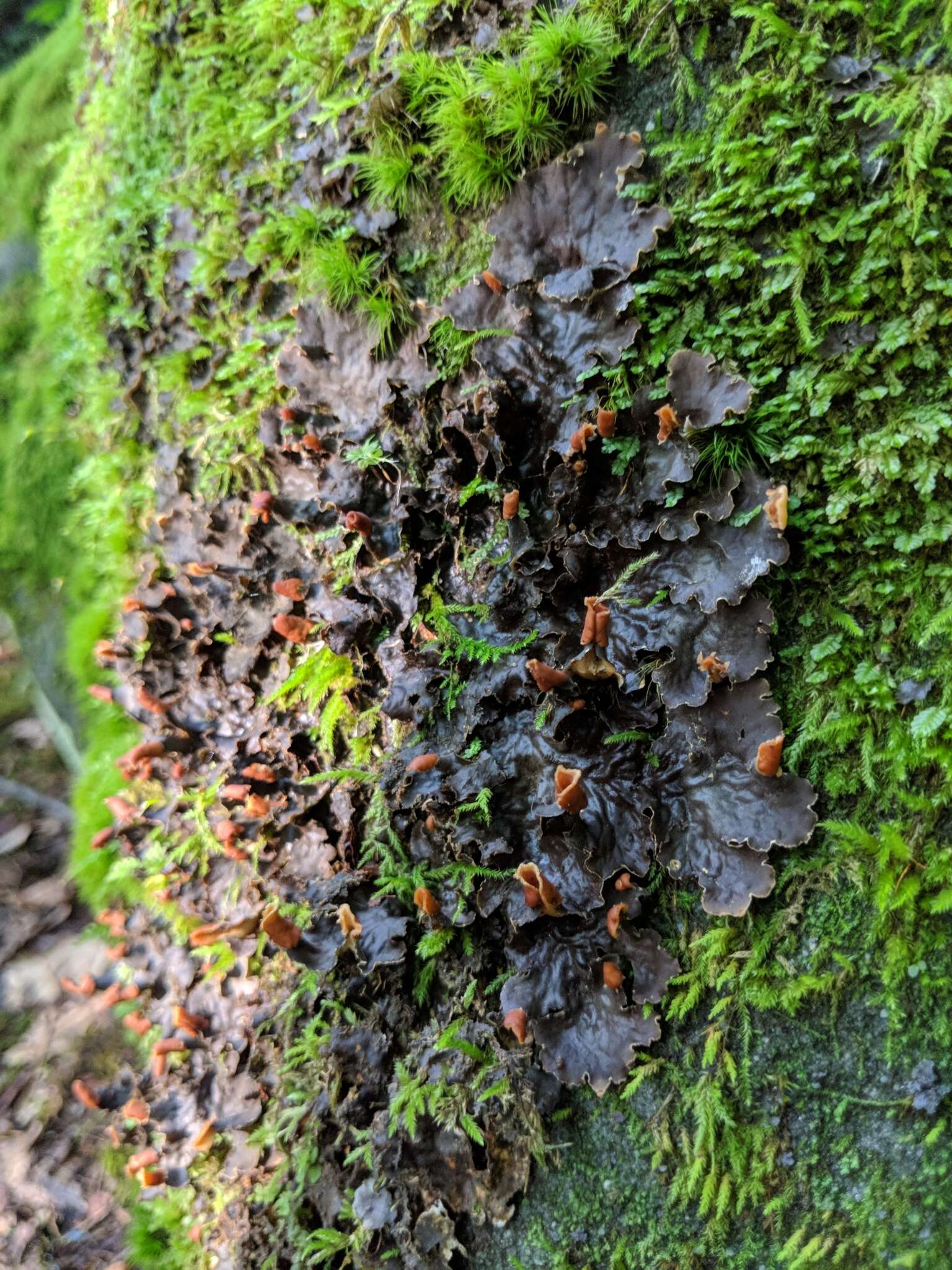 Image of felt lichen