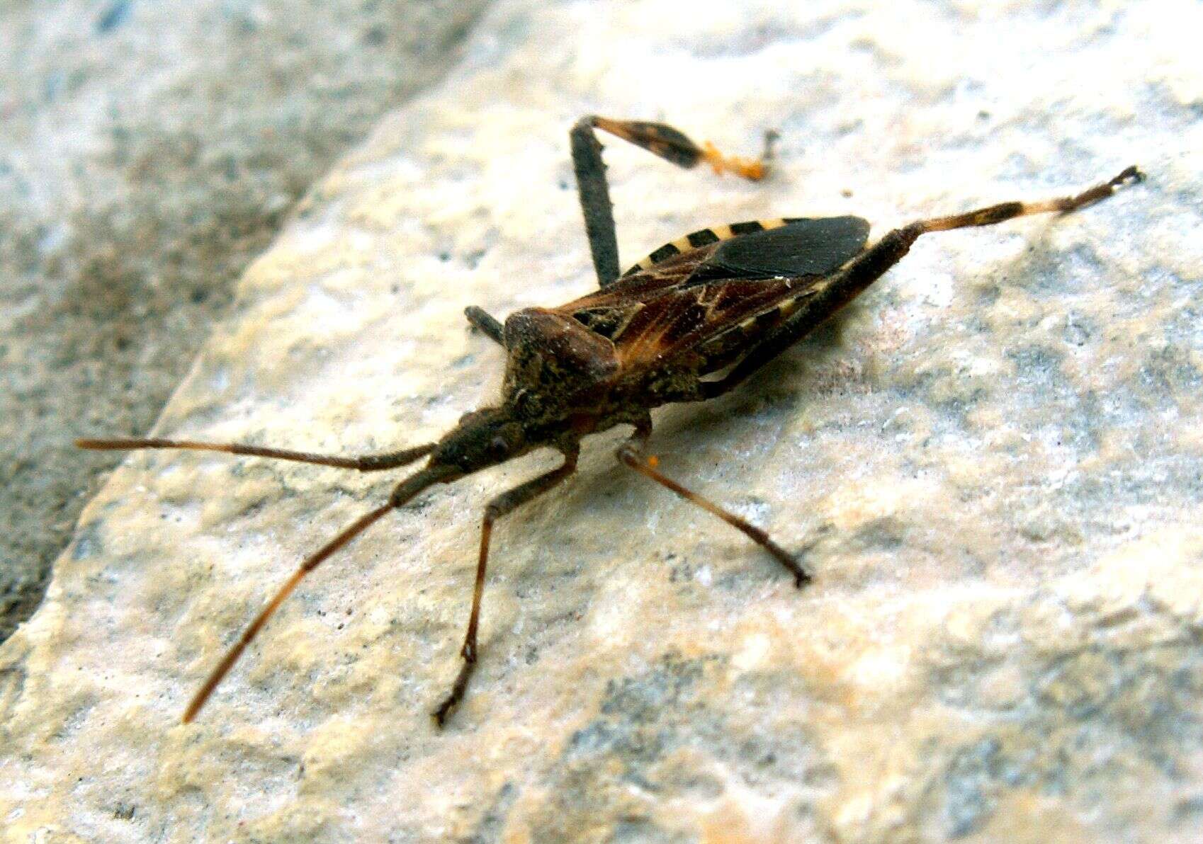 Image of Pine Seed Bug