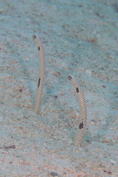 Image of Black spotted garden eel