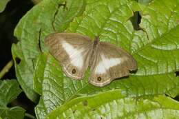 Imagem de Euptychoides albofasciata Hewitson 1869