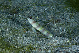 Image of Arcfin shrimpgoby