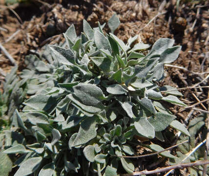 Image of Gordon's bladderpod