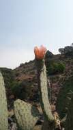 Image of Opuntia pilifera F. A. C. Weber