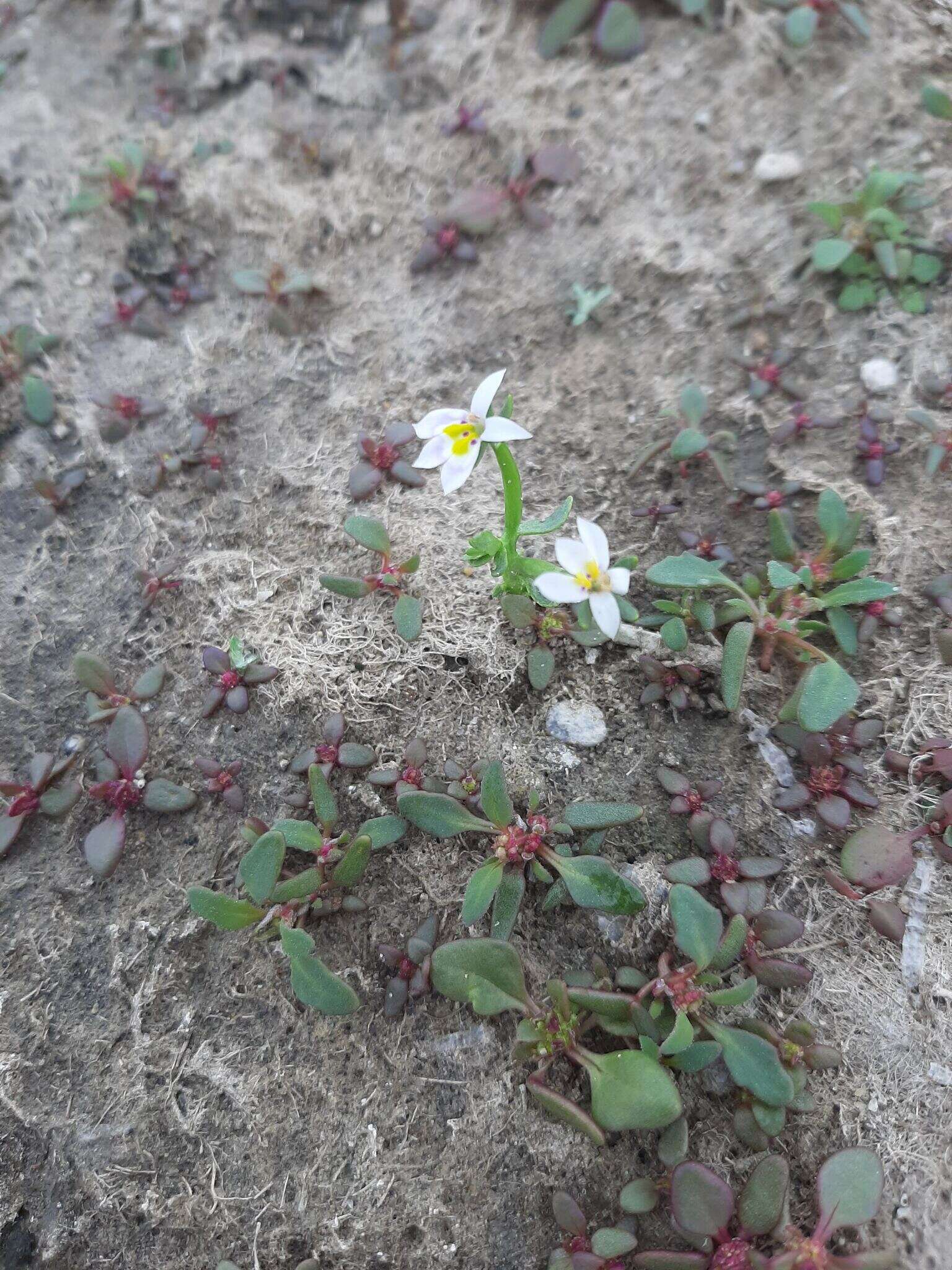 Image of Great Basin Calico-Flower