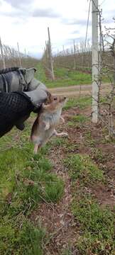 Image of Social Vole