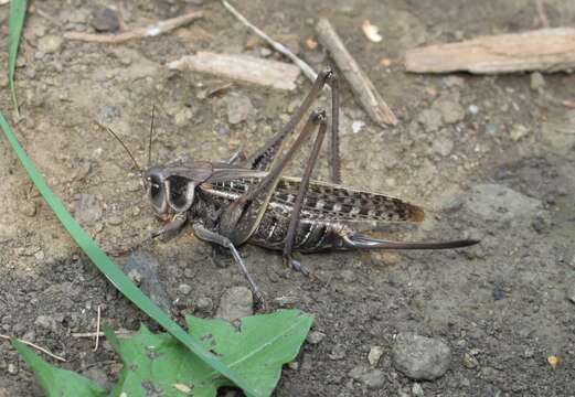 Image of Wart-biter cricket