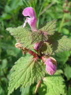 Image of spotted dead-nettle