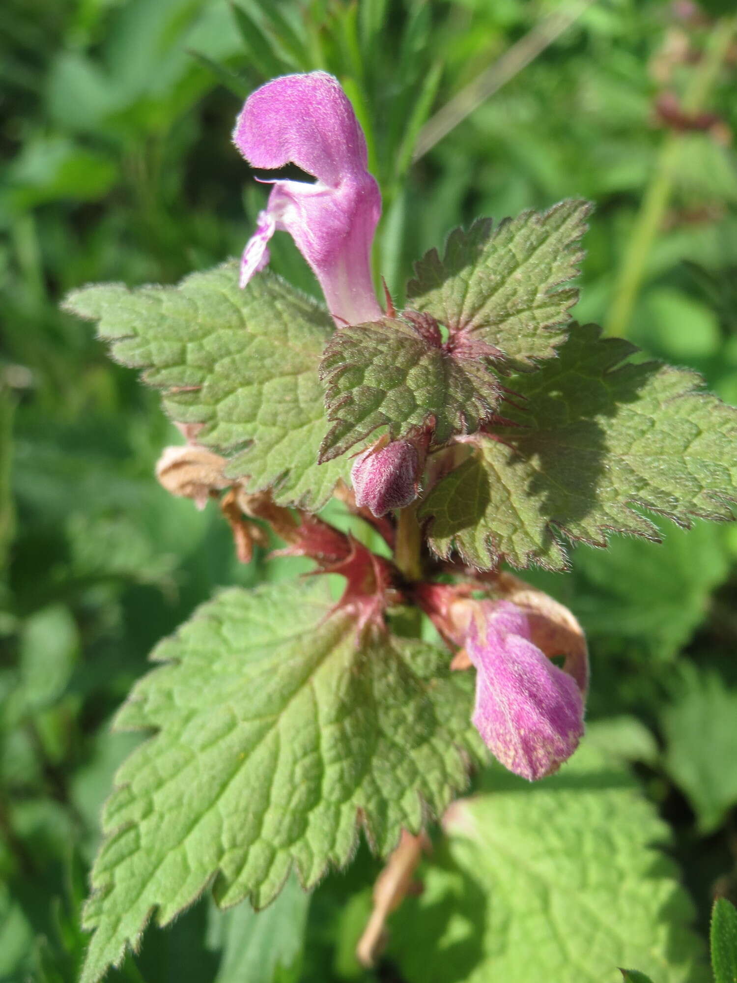 Image of spotted dead-nettle