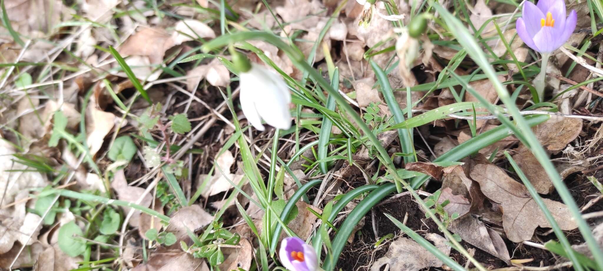 Image of Galanthus reginae-olgae Orph.